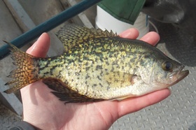 black crappie in someone's hands