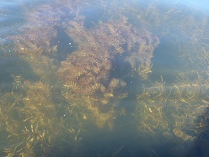 Eurasian watermilfoil and curly leaf pondweed in a lake