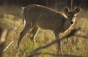 whitetail doe in field