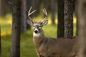 Close-up view of a Michigan white-tailed buck