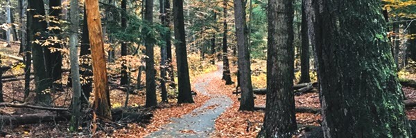 Trails at Hartwick Pines State Park in the autumn