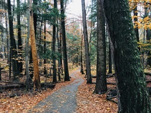 View of a trail through the old growth forest at Hartwick Pines State Park