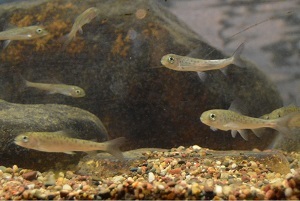 Arctic grayling swimming in a tank