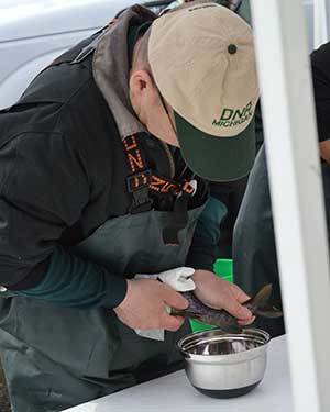A DNR fisheries staff member collecting Arctic grayling eggs on a trip to Alaska