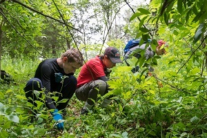 Three boys kneeling down in the grass, looking for invasive species in the forest of Brighton Recreation Area.