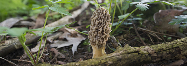 morel mushroom growing in forest