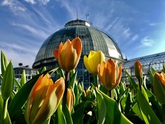 Yellow tulips in foreground, conservatory exterior in background