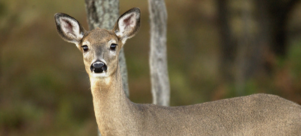 whitetail deer doe in forest