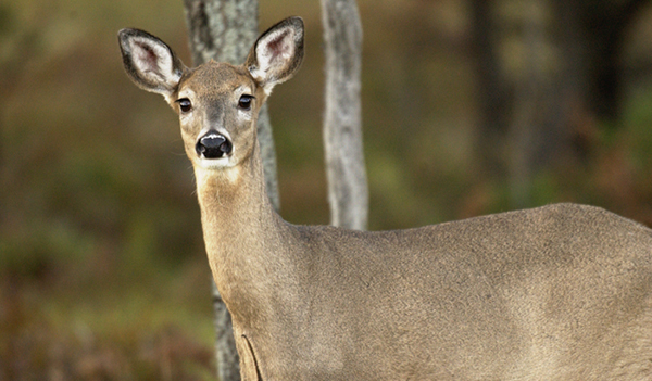 whitetail deer doe in forest
