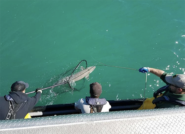 Lake St. Clair Fisheries Research Station staff pulling up sturgeon setline