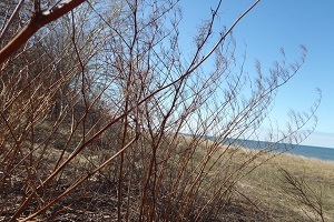a view of invasive Japanese knotweed at a location in Allegan County, Michigan
