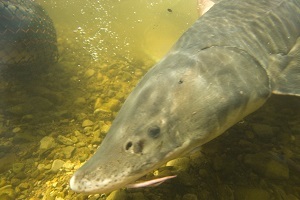 close-up view of a Michigan lake sturgeon in the water, 
