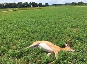 Poached buck-Branch County-07162019