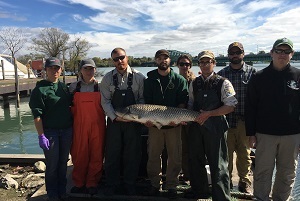 A grass carp crew of MSU, DNR and USFWS employees hold a grass carp captured in the Trenton Channel of the Detroit River