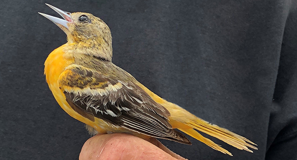 Baltimore oriole in person's hand