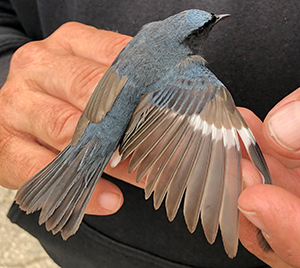 •Black-throated blue warbler in-hand. Photo: Erin Rowan