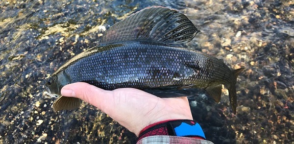 side view of an Arctic grayling held in someone's hand, over a rocky riverbed 