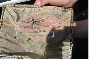 walleye fingerlings in a net