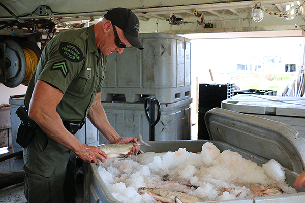 Conservation officer Mike Hammill inspects a Great Lakes catch.