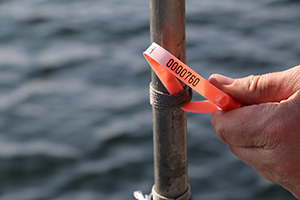 Legal buoys and nets are marked and have a tag on them, to identify the license holder.