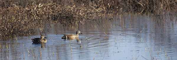 two ducks swimming in wetland area