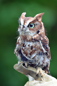 A red-phased Eastern Screech Owl was one of the recent special guests at the Pocket Park.