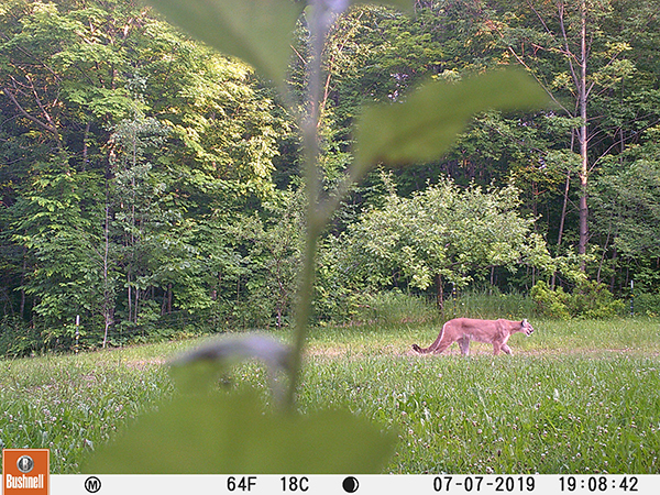 A game camera image from a landowner shows a cougar in Gogebic County.