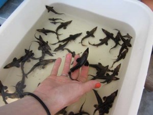 Juvenile lake sturgeon
