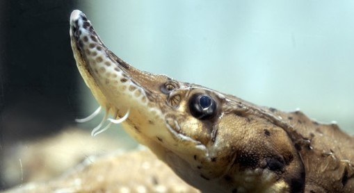 Juvenile lake sturgeon