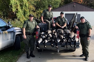 Michigan DNR conservation officers with poached Canada geese, in the back of a pickup truck