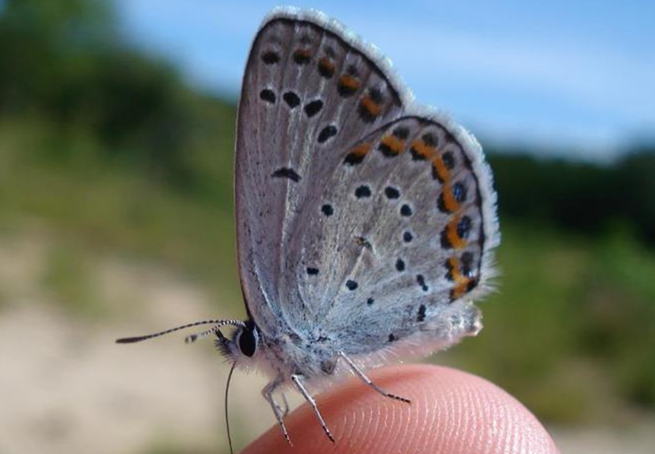 karner blue butterfly 