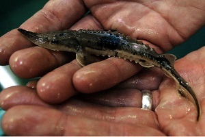 a juvenile lake sturgeon held in someone's open palm