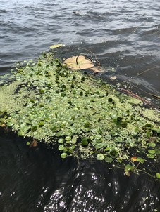 A mat of European frogbit floating on the surface of the water