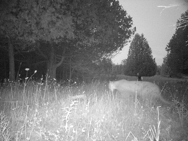 A cougar is shown Aug. 17 on a trail camera in Delta County.