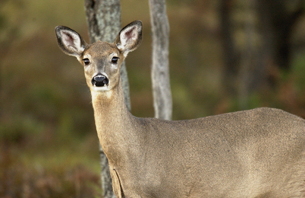 whitetail doe in forest