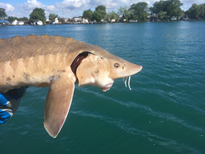 sturgeon