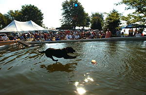 retriever dog jumping into water
