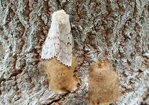 gypsy moth and egg mass on tree