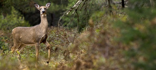 A white-tailed deer in the Michigan forest