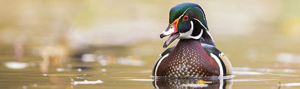Wetlands royalty: Meet the wood duck, Michigan's regal-looking
