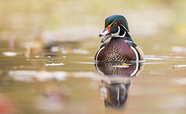 wood duck swimming