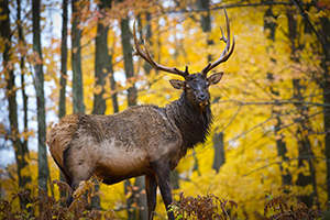 bull elk in fall forest
