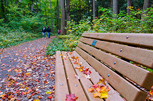 bench with fall leaves along wooded trail