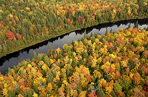 aerial view of the Tahquamenon River and forest during fall color season