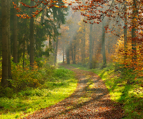 Trail in the woods with white footprints going across
