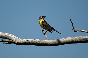 side view of a Kirtland's warbler sitting on a dried branch, blue sky background