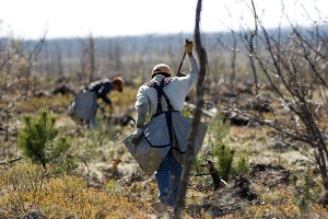 A view of volunteers planting young jack pine trees in Ogemaw County, Michigan