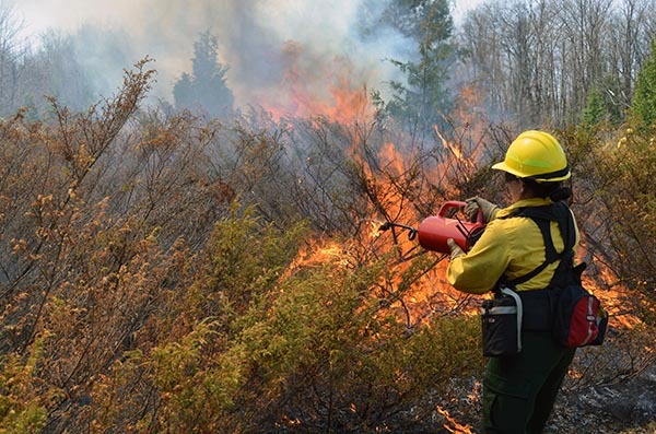 A firefighter uses a torch to light brush on fire as part of a prescribed burn