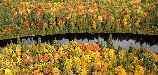 aerial view of the Tahquamenon River and surrounding fall forest