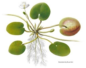 European frog-bit illustration of leaves, stems and flower